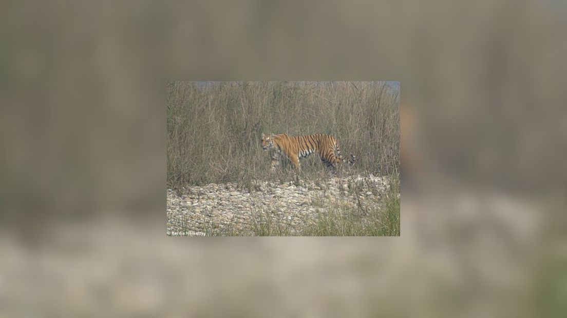 In tiger yn Nepal