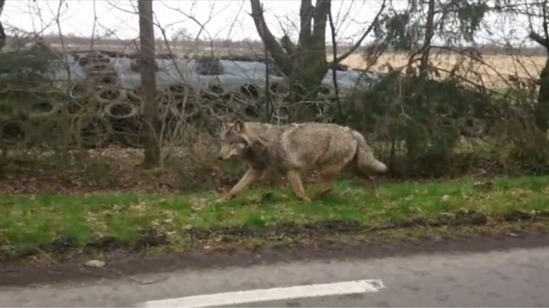 De wolf was niet schuw (archieffoto RTV Drenthe)