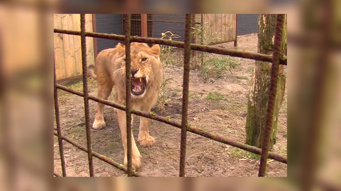 VIDEO: Leeuw uit Bulgarije bij opvangcentrum Felida - Omrop Fryslan