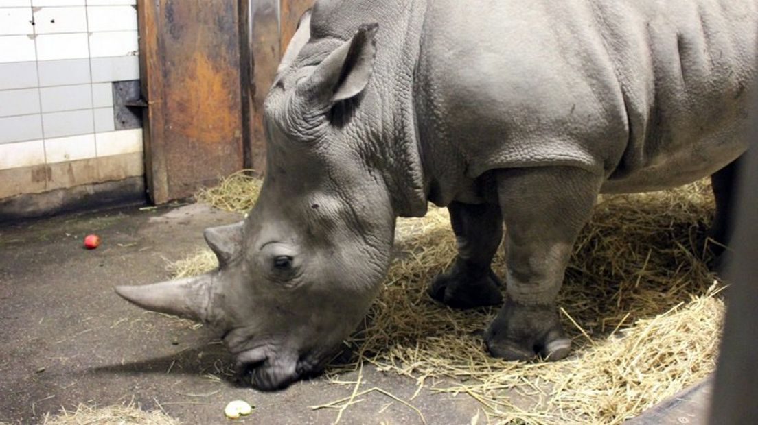 Vrouwtjesneushoorn Zahra viel niet in de smaak
