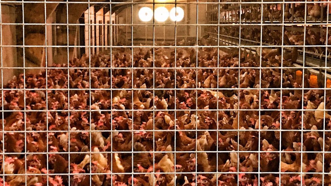De kippen moeten in de stal vergast worden (Rechten: RTV Drenthe / Edwin van Stenis)