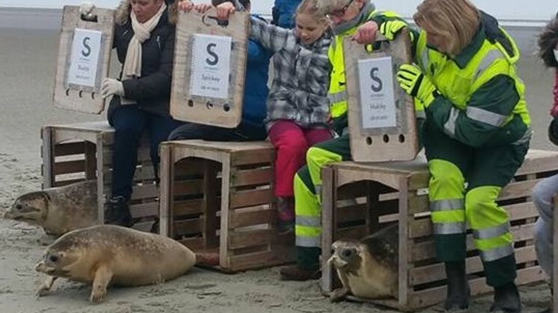 Het zeehondje dat in november in het Veluwemeer bij Nijkerk opdook, is zondag teruggebracht naar zee. Hulcky, zoals het dier werd genoemd, zat in de opvang in Pieterburen.