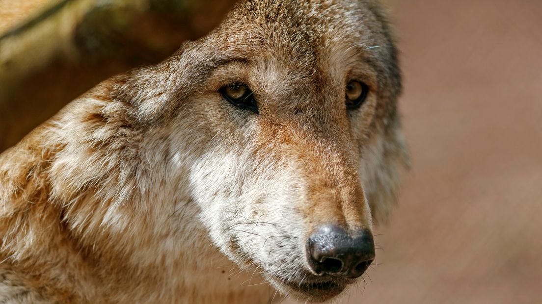 Er wordt gewerkt aan een draaiboek voor de komst van de wolf (Rechten: ANP/Ronald Wittek)