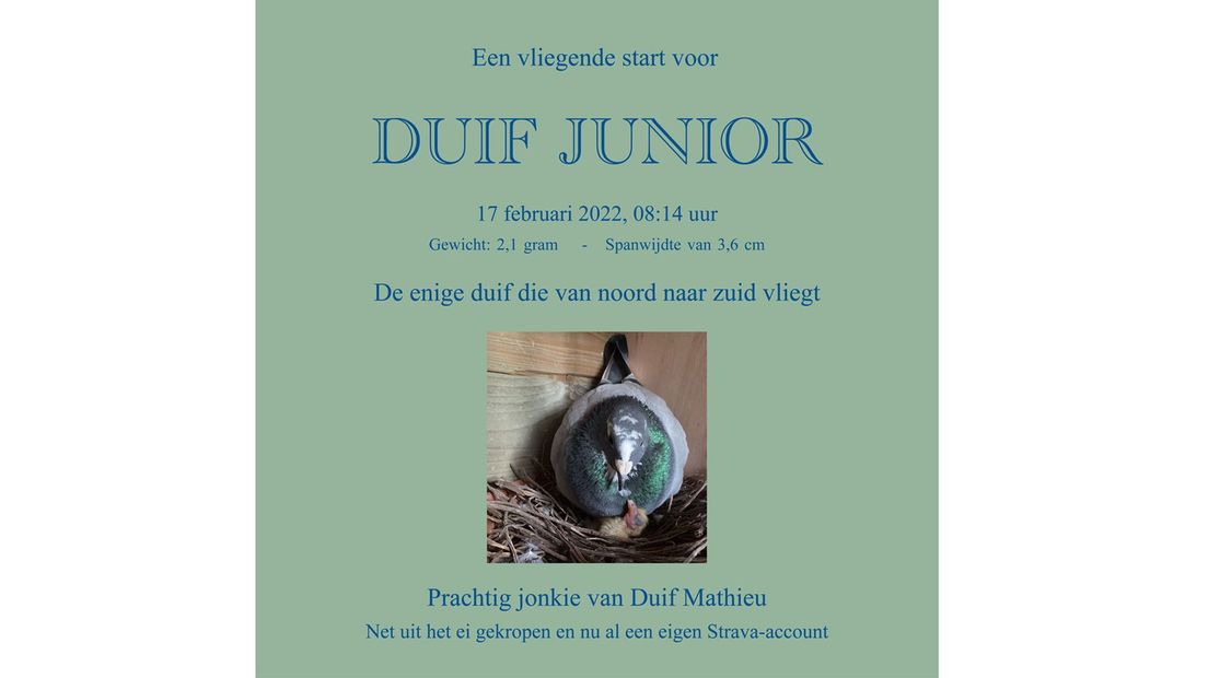 Het geboortekaartje van Duif Junior