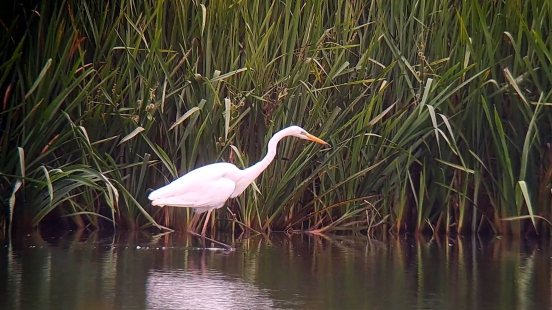 De Beweeglijke Zilverreiger Vastgelegd Met Houtskool Roeg