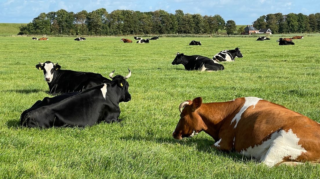 Boeren houden koeien op 30 mei binnen als protest tegen stikstofbeleid