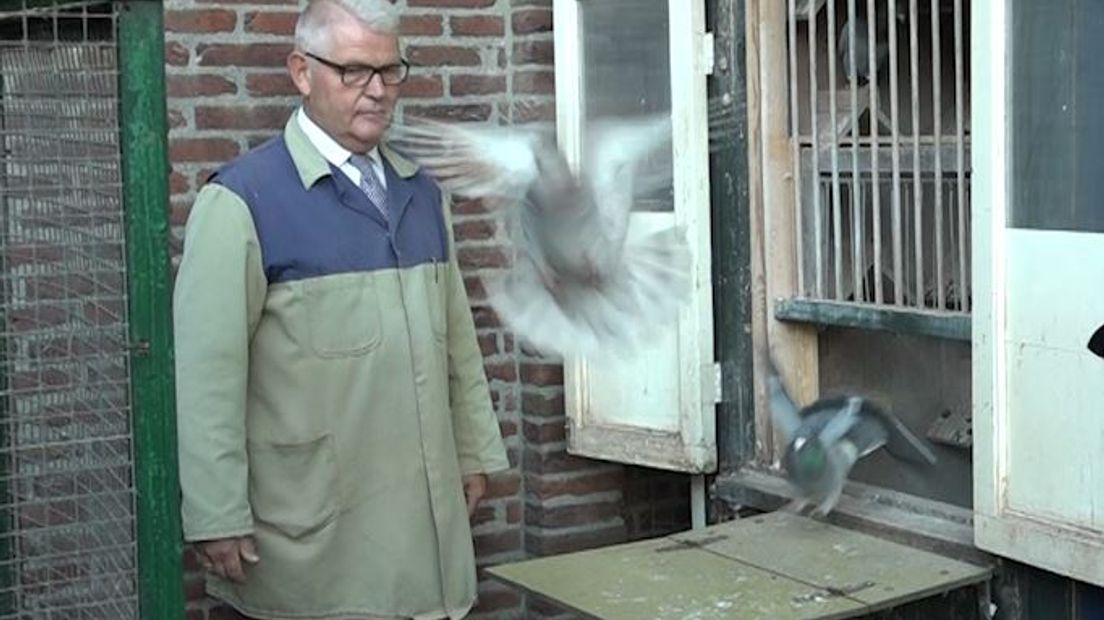 Boze postduivenhouders gaan deze dinsdag naar Den Haag om 7000 protesthandtekeningen aan te bieden aan de Tweede Kamer. De duivenmelkers willen dat de duivensport wordt beschermd tegen de in hun ogen onnatuurlijk hoge roofvogelstand.