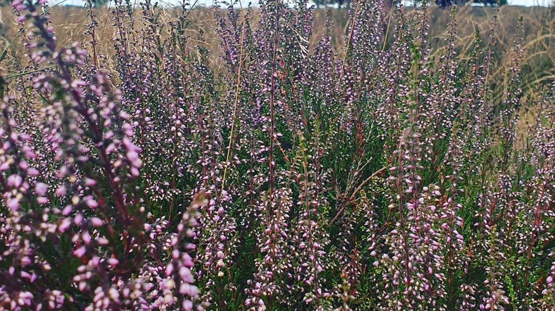 Zo mooi staat de heide al in bloei, bekijk de foto's
