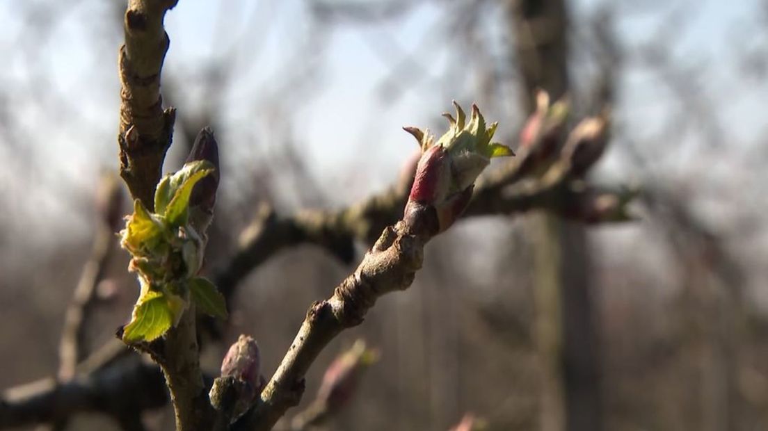 De ontluikende lente in de fruitboomgaard van Jan van Lent