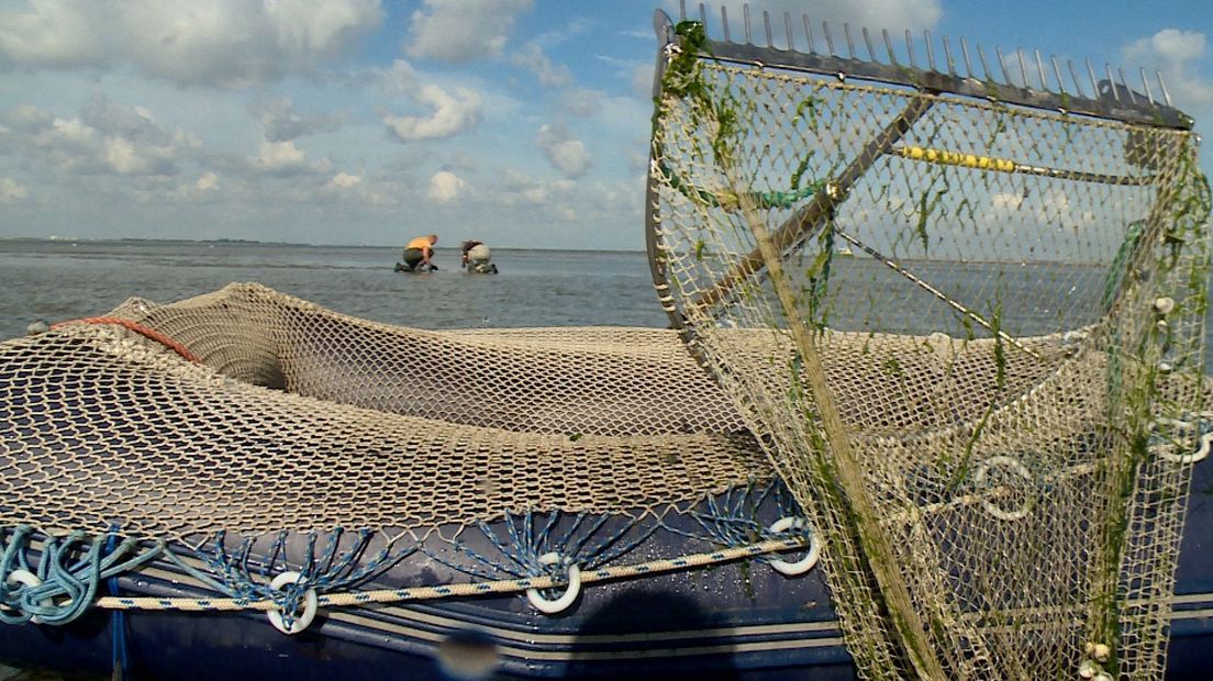 Met deze hark worden de kokkels uit het water gevist