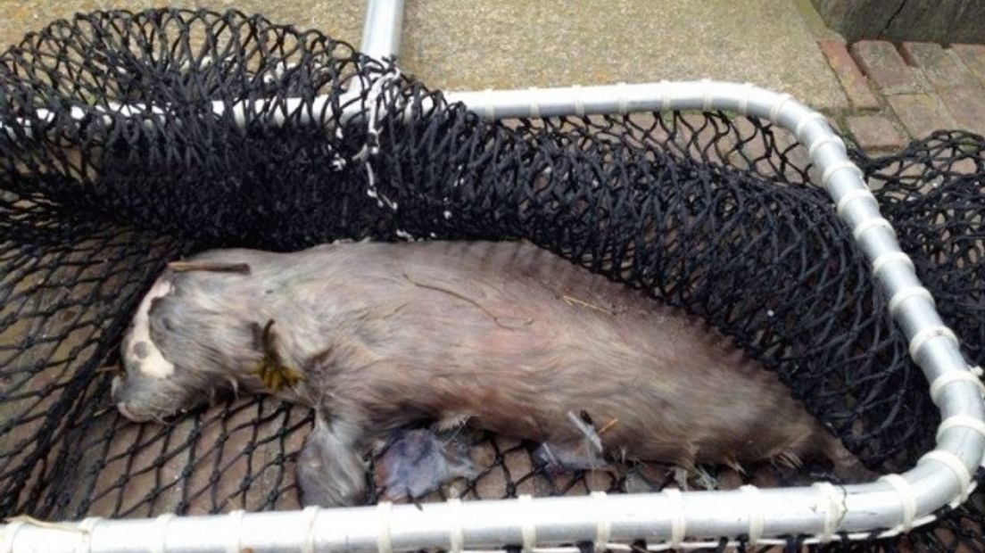 'Sterfte zeehondenpups mogelijk door epidemie'