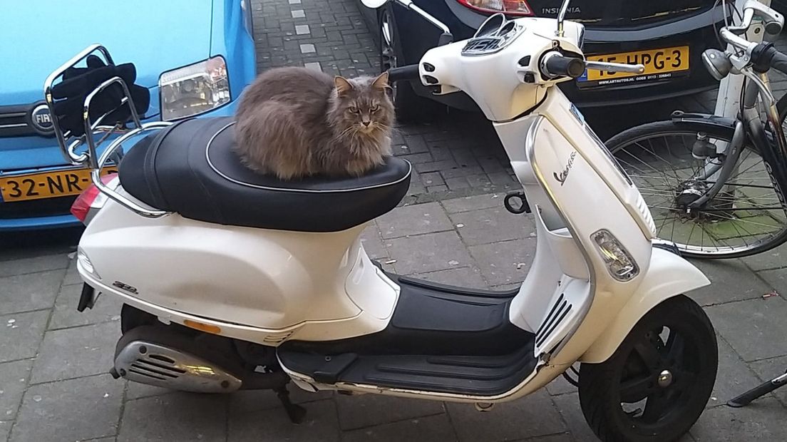 Kat Boy op een scooter voor de Action