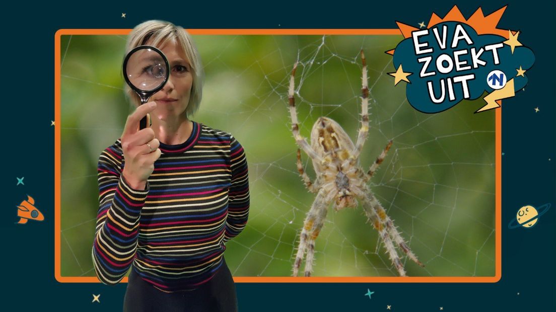Eva zoek uit over spinnen