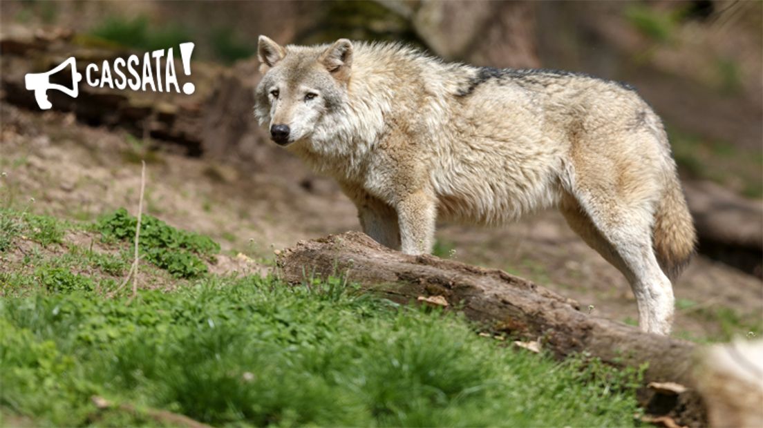 Nu de wolf terug is, de schade accepteren en snel compenseren (foto : EPA/Ronald Wittek)