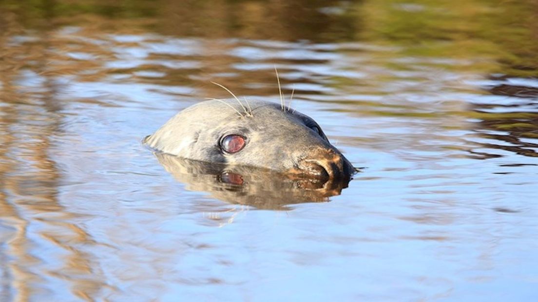 De zeehond is via Overijssel in Rogat terechtgekomen