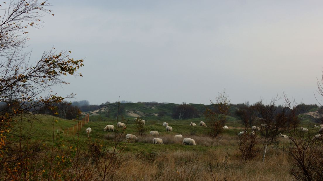 Schapen in de Zeepeduinen in Burgh.