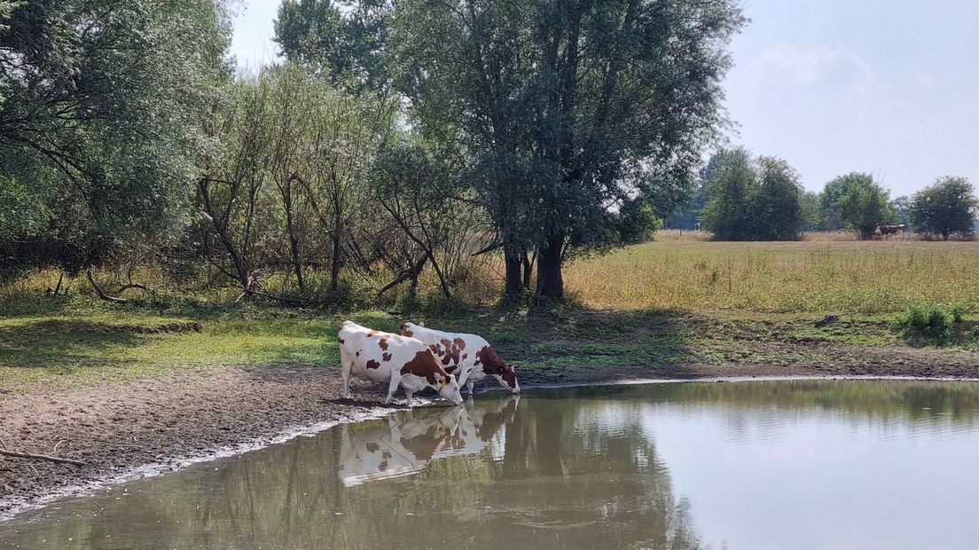 Koeien drinken langs de IJssel uit een plas stilstaand water
