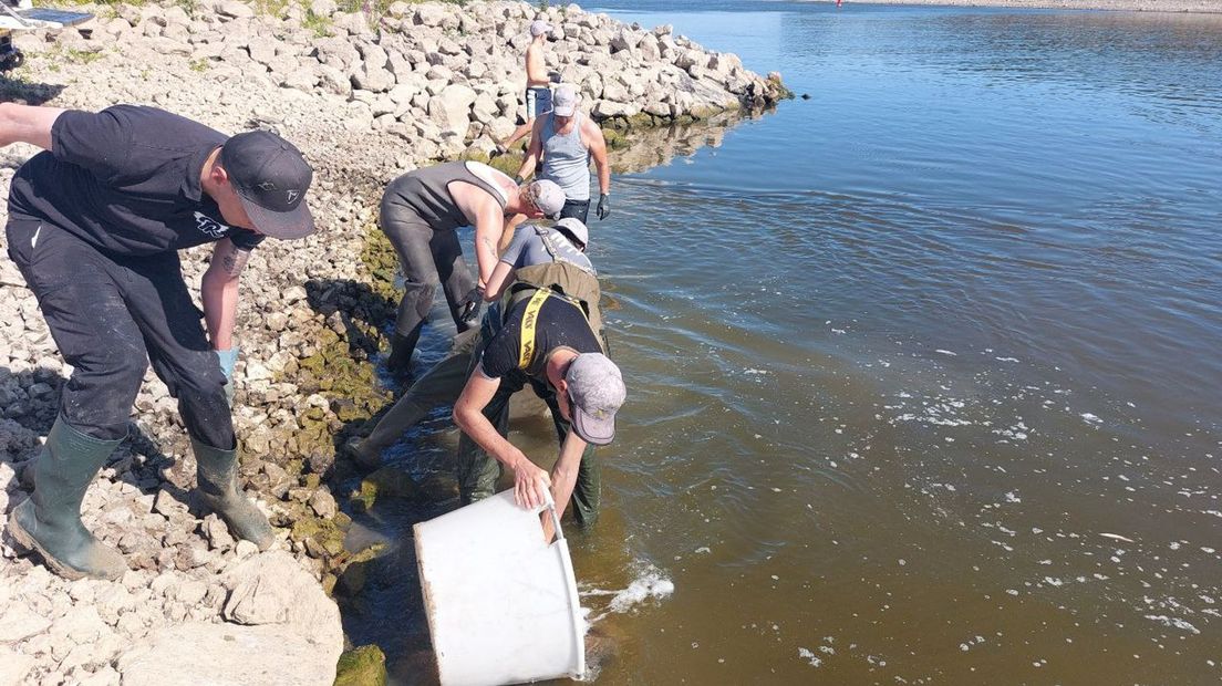 De vis werd na vangst weer uitgezet in de IJssel
