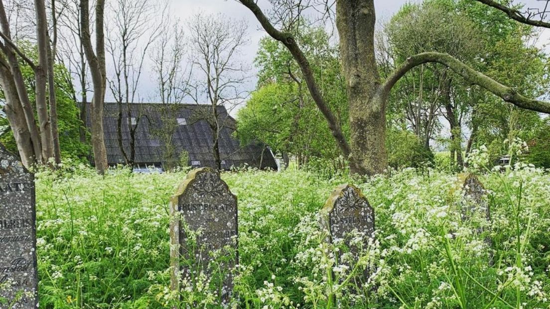 De huidige staat van het kerkhof in Wittewierum
