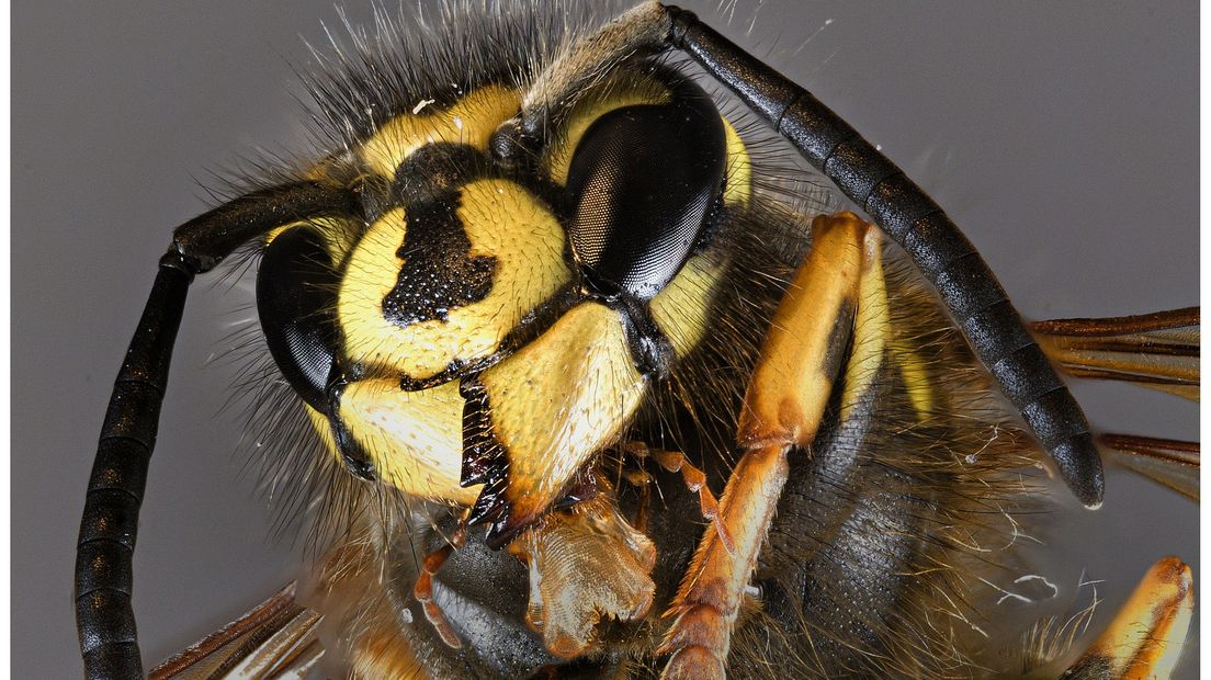 Zit je net lekker met een drankje op het terras, komt een wesp de sfeer verzieken. 'Ze zijn uit op zoetigheid en vlees', legt entomoloog Jan Smit uit. Maar waarom vallen de insecten ons juist deze tijd van het jaar zo vaak lastig?