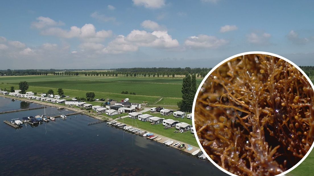 Stinkend wier bederft vakantiepret in Kortgene - Omroep Zeeland
