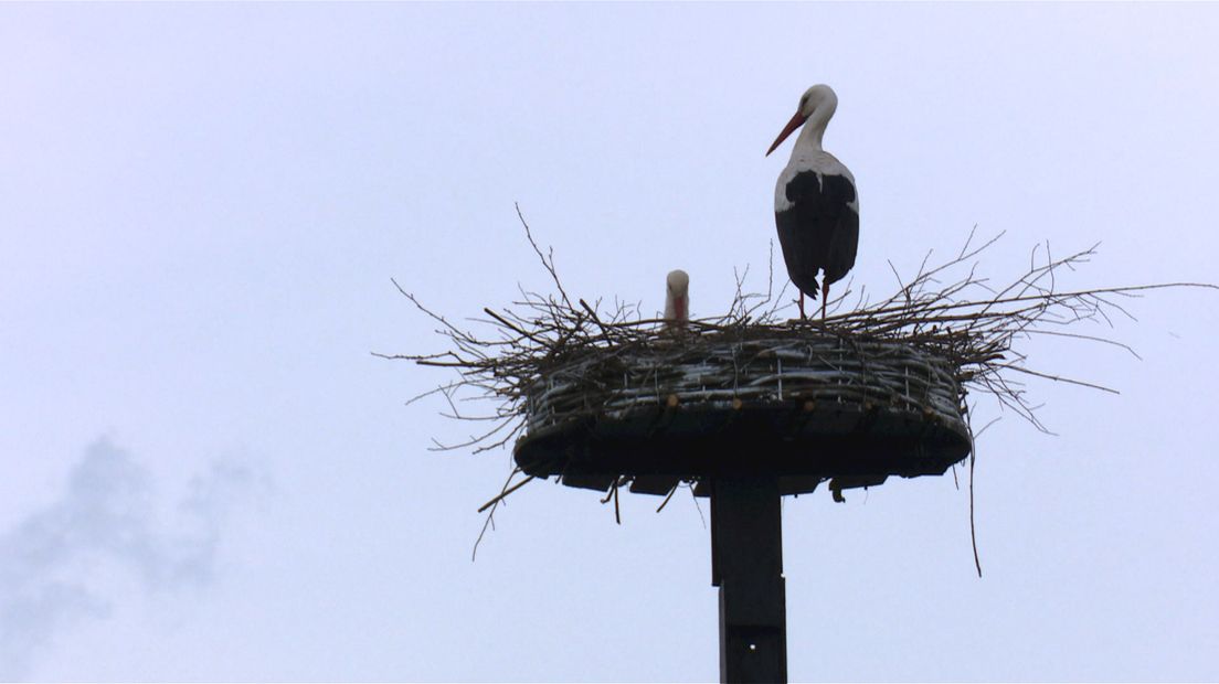 Een ooievaar op het nest