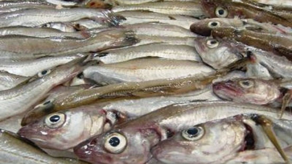 Opleiding levert gepassioneerde visverkopers