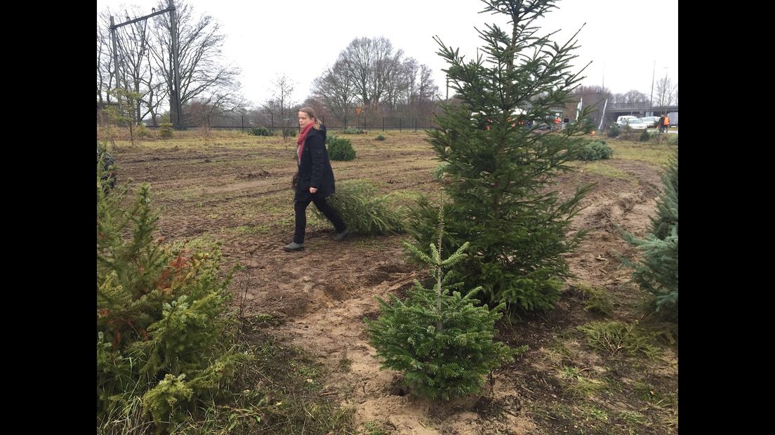 Tientallen kerstbomen krijgen tweede kans in klimaatbos van Groenbedrijf Deventer