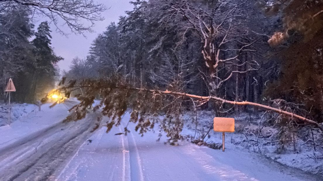 Boom omgevallen in Heibloem door sneeuwval, 19 januari 2023.