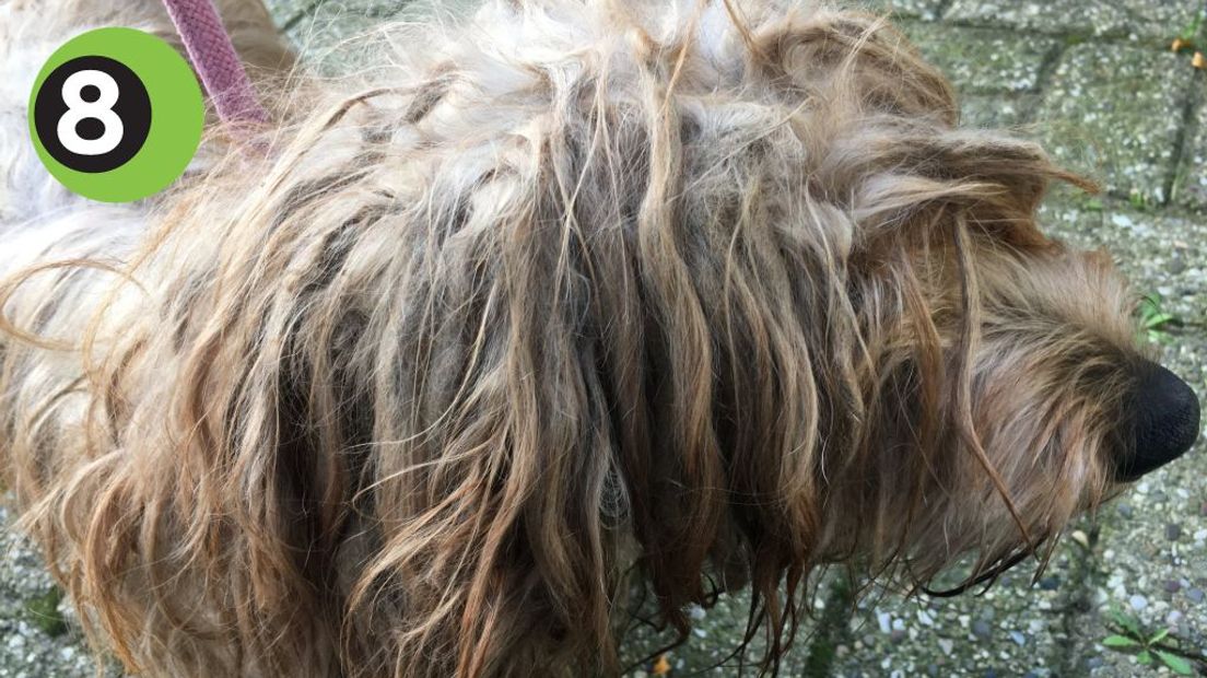 Een vermiste hond is na meer dan tien jaar herenigd met haar baasjes. Dierencentrum Achterhoek laat weten dat de teckel, genaamd Limo, in zeer slechte staat op straat werd aangetroffen in Gaanderen.
