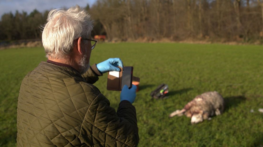 Johan Wesselink bij dood schaap Vledder