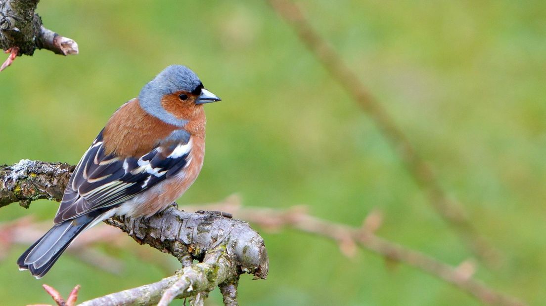Vogelconcert