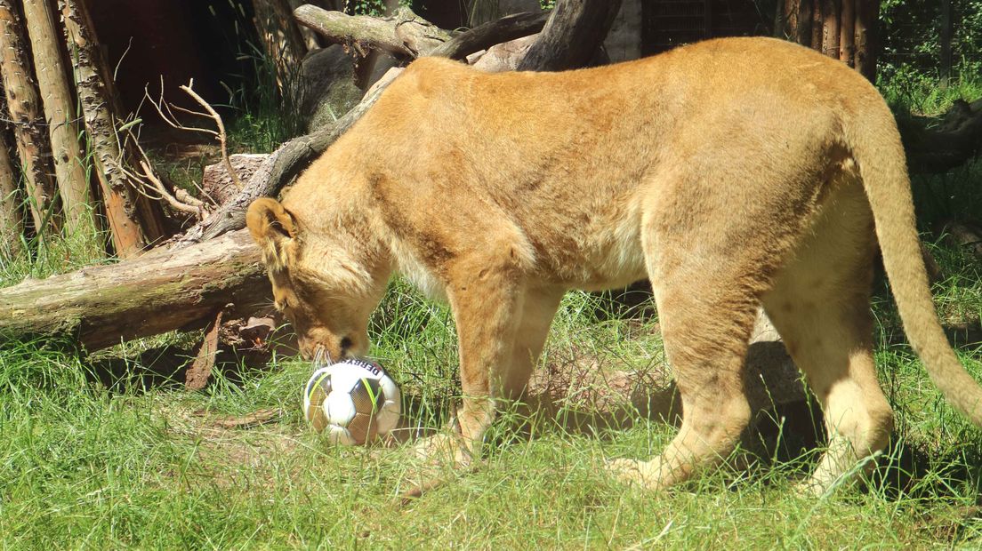 Leeuwinnen in Amersfoort met een bal.