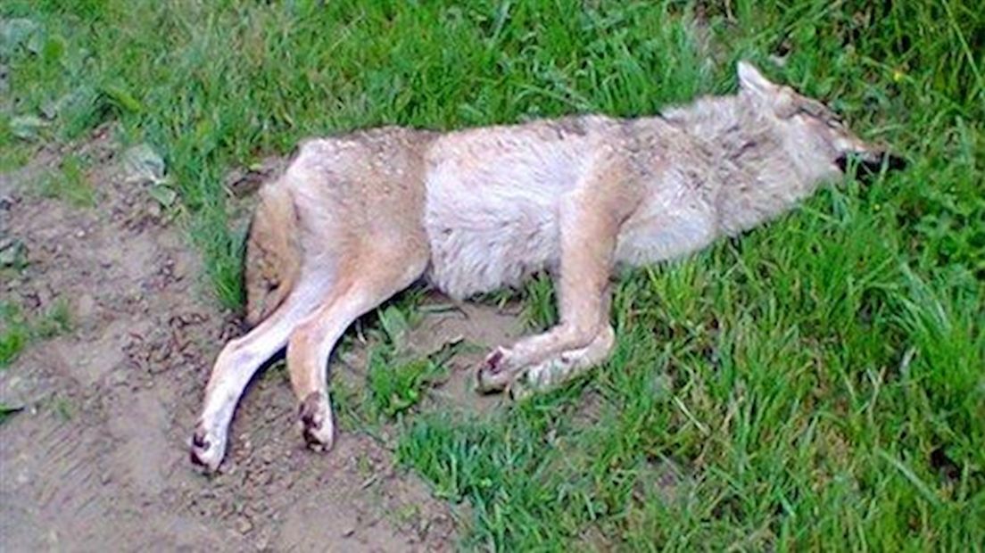 De gevonden wolf