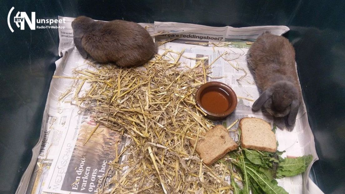 Boa zorgt voor logies en ontbijt voor deze twee konijnen.