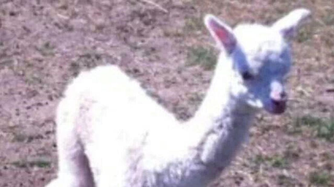 De gestolen pasgeboren alpaca