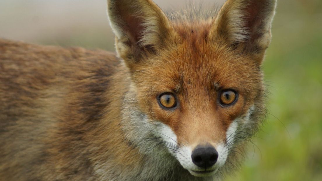 Ook jagers willen in gesprek over vossenbeleid