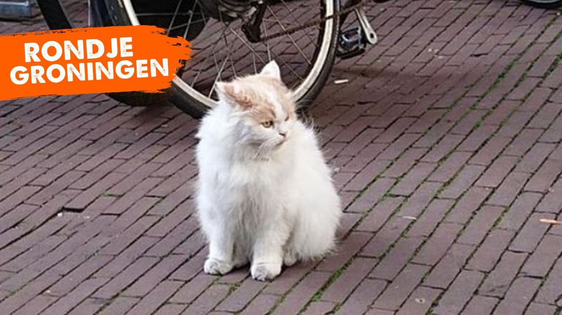 Doerak struint rond bij de universiteit