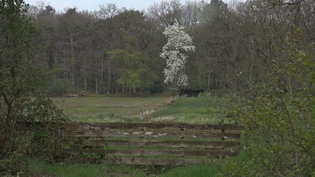 Wilde perenboom