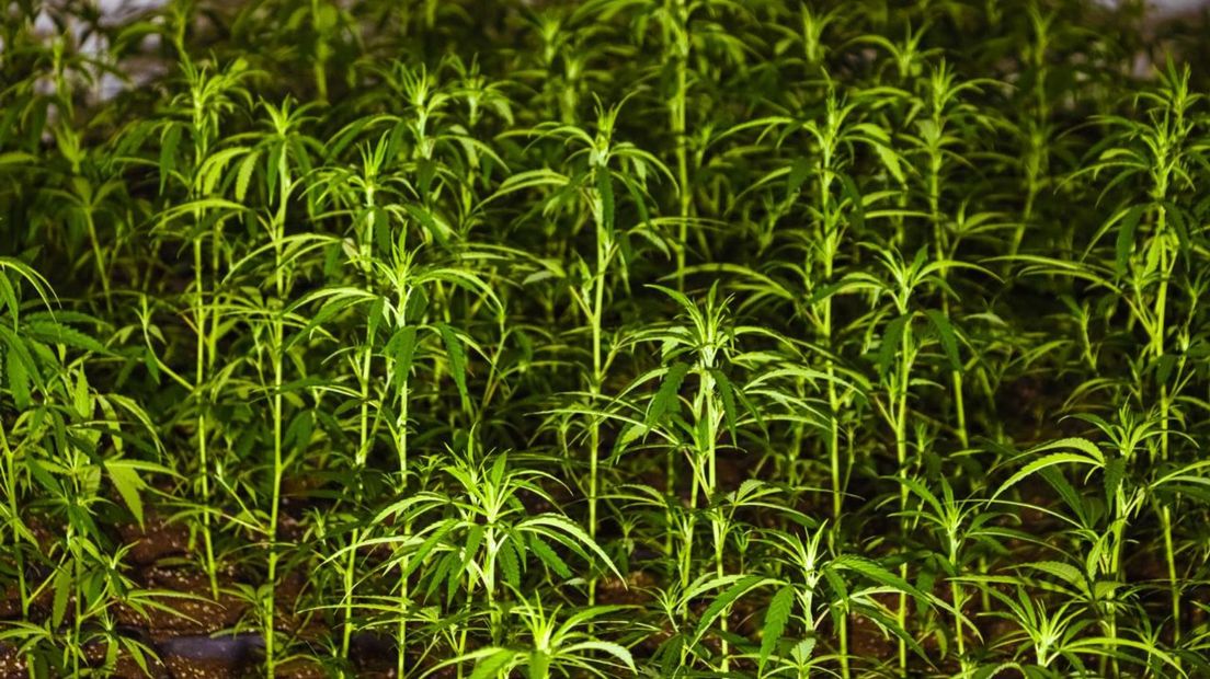 Politie houdt 42-jarige man aan na inval in hennepkwekerij in Enschede - RTV Oost