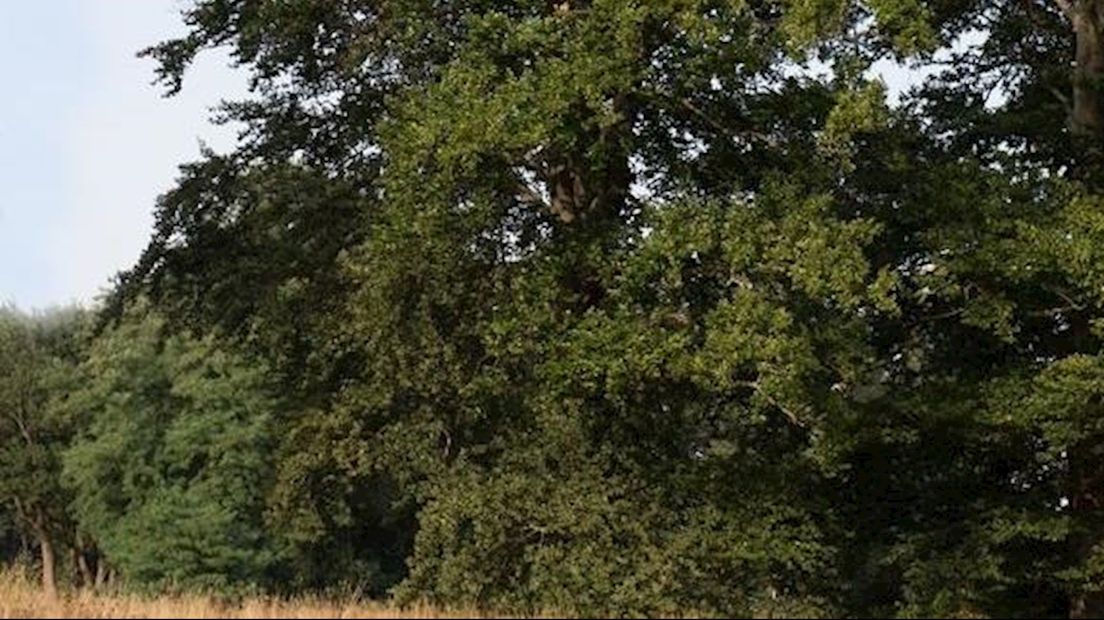 Kozakkenlinde