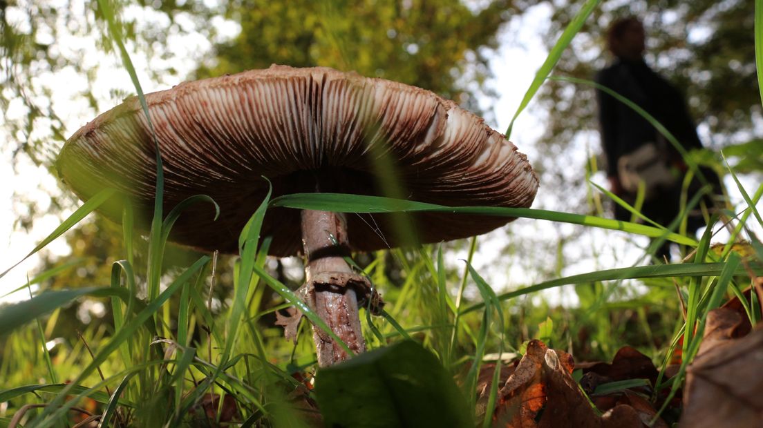 Gelderland kleurt rood, geel en bruin. De herfst is op z'n mooist. Het natuurplatform BuitenGewoon is benieuwd naar alle mooie herfstplaatjes van Gelderland en daagt u uit om het vast te leggen en in te sturen. Wellicht wint u dan de waardebon van 50 euro van een fotowinkel.