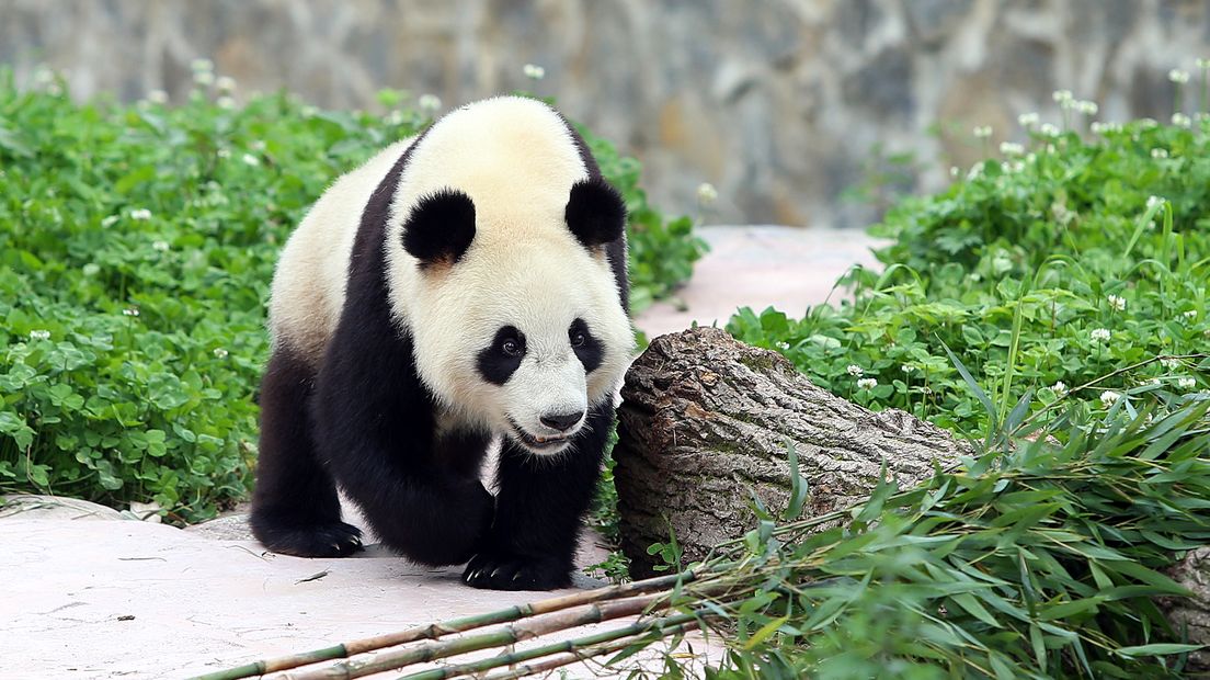 Reuzenpanda Wu Wen wordt naar verwachting een publiekstrekker in Rhenen.