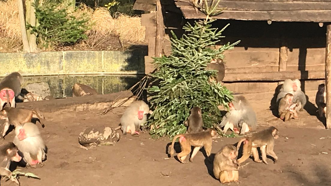 Bavianen in Dierenpark Amersfoort maar wat blij met oude boom