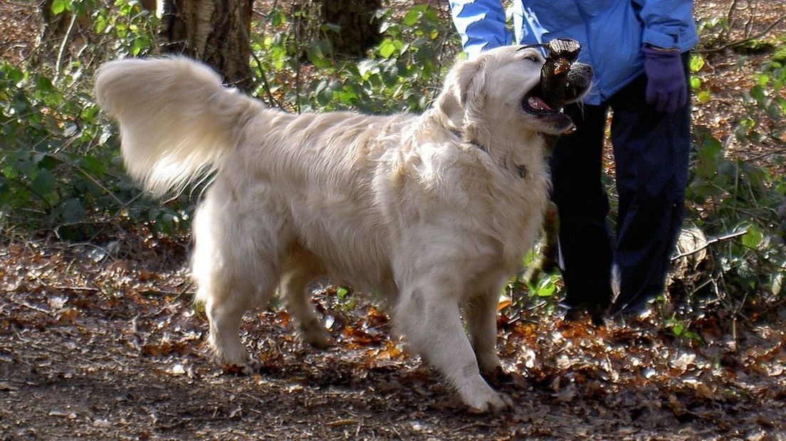 Een stok kan gevaarlijk zijn voor honden, stelt dierenarts Wessels.