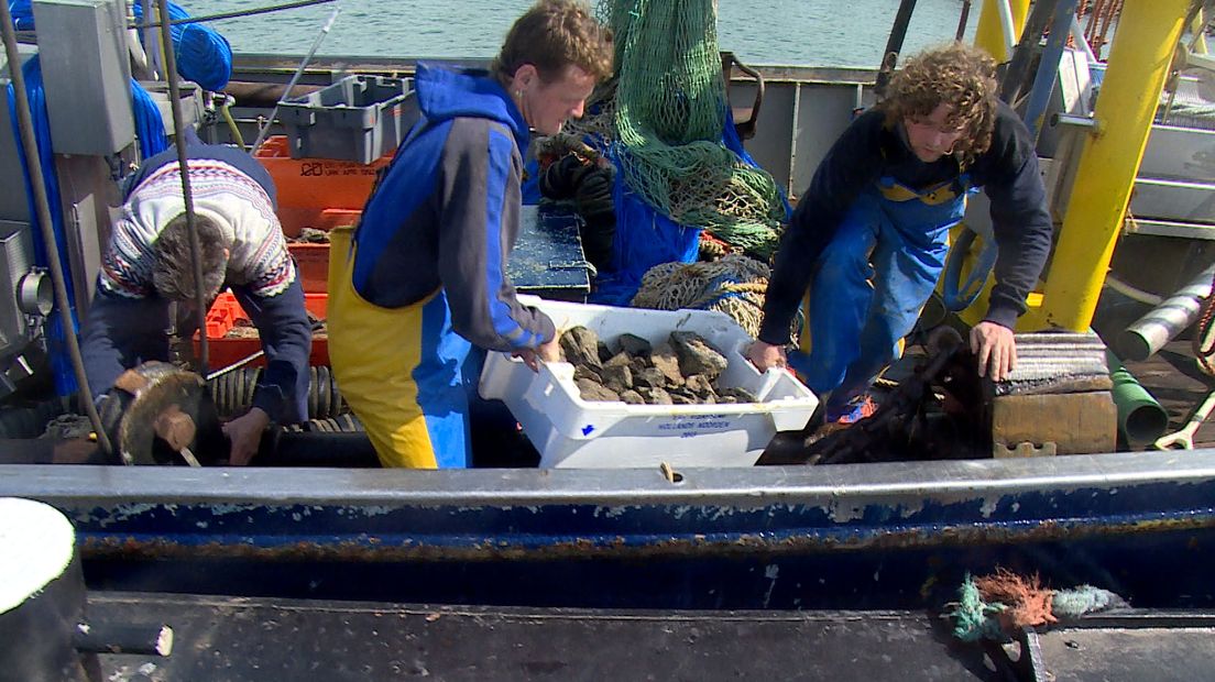 Vondsten van uit de Westerschelde worden aan de kant gebracht