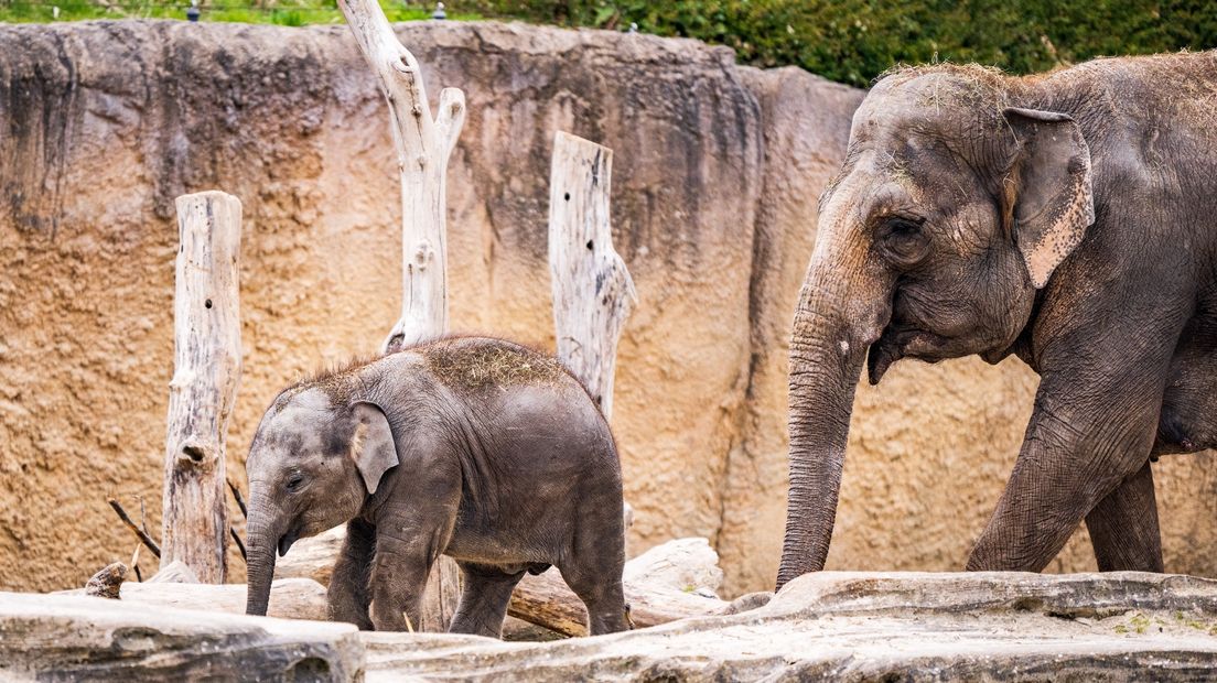 Olifanten in Wildlands Adventure Zoo in Emmen