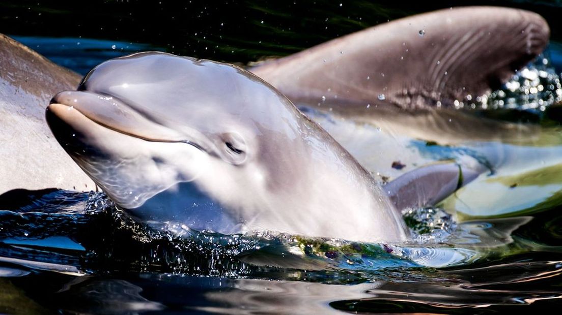 Een jonge dolfijn in het Dolfinarium.