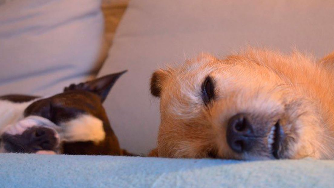 Binkie en Gino geven hun eigen draai aan de Dag van de Hond. In dit geval een van 90 graden.