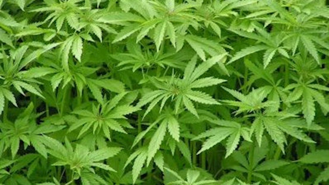 Marihuana